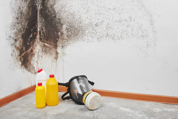Best Mold Removal Company Near Me  in Jeanerette, LA