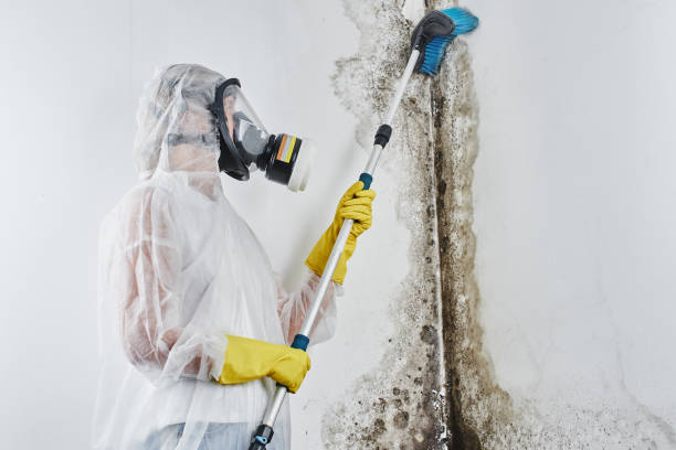 Best Emergency Mold Removal  in Jeanerette, LA