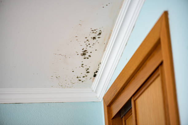 Best Mold Removal Process  in Jeanerette, LA