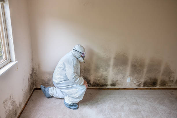 Best Local Mold Removal Service  in Jeanerette, LA