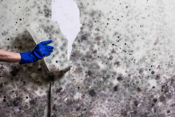 Best Attic Mold Removal  in Jeanerette, LA
