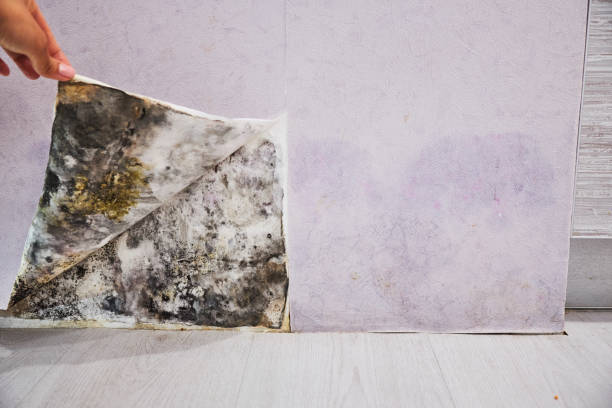 Best Mold Damage Repair  in Jeanerette, LA